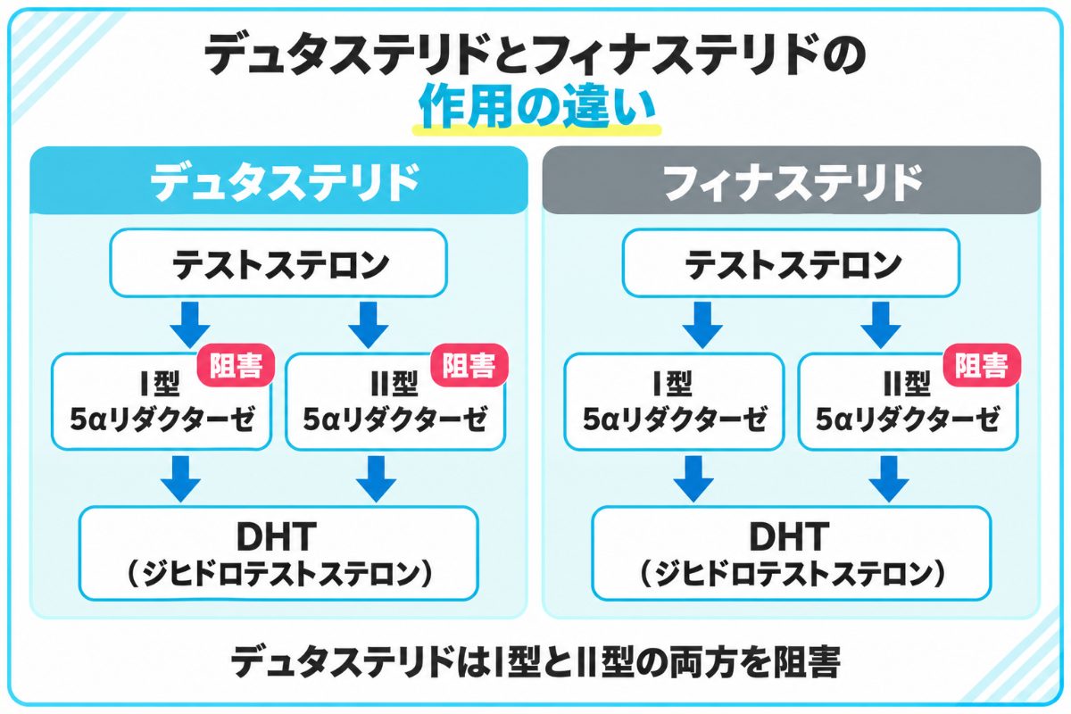 デュタステリドとフィナステリドの作用の図説
