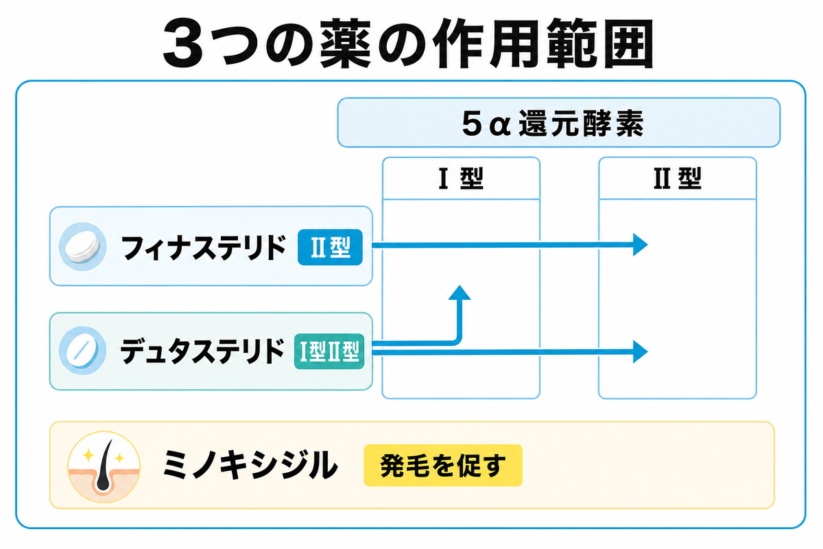 フィナステリドがII型をデュタステリドがI型とII型を抑えミノキシジルが発毛を促す作用範囲の違いを示した図解