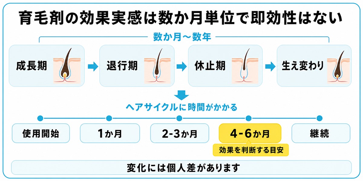 ヘアサイクル(成長期・退行期・休止期)と育毛剤の効果実感まで数か月かかる時系列の目安を示したタイムライン図