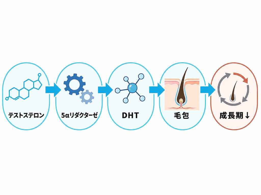 テストステロンが5αリダクターゼでDHTに変わり毛包に作用してヘアサイクルが乱れる流れを示した図