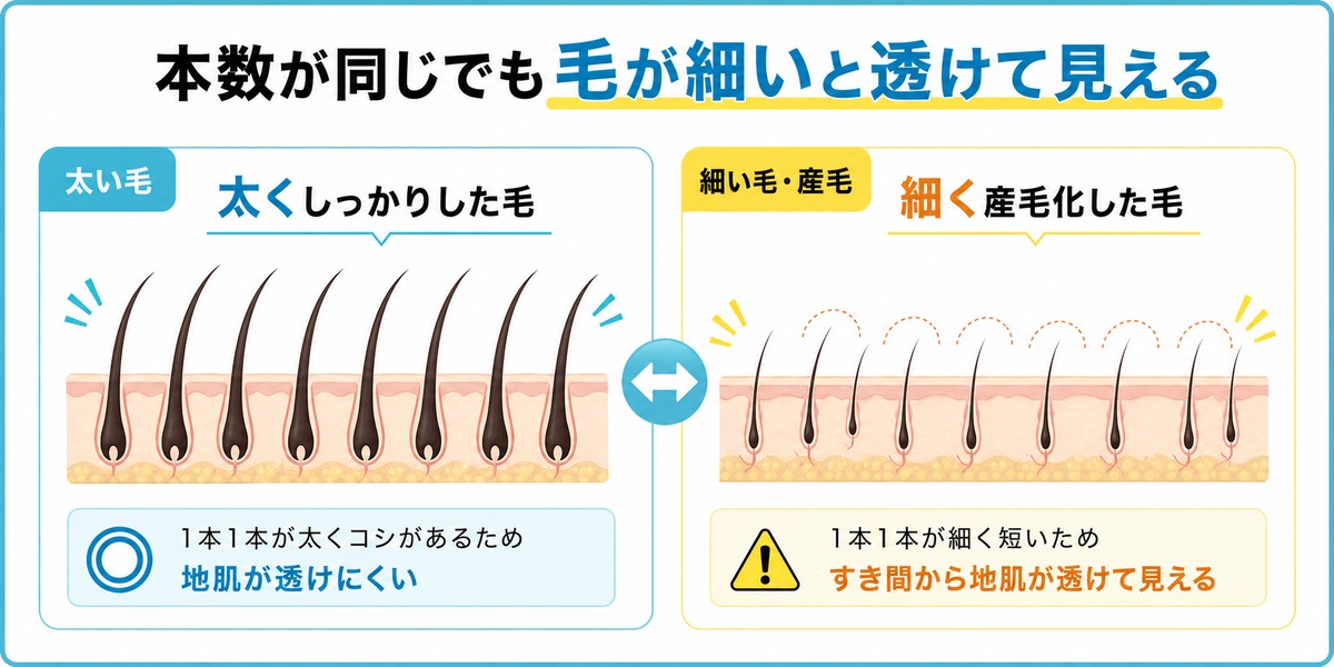 加齢や毛質で前髪の毛が細くなり産毛が増えると本数が同じでも地肌が透けて薄く見える仕組みを毛の太さの断面で比較した図解