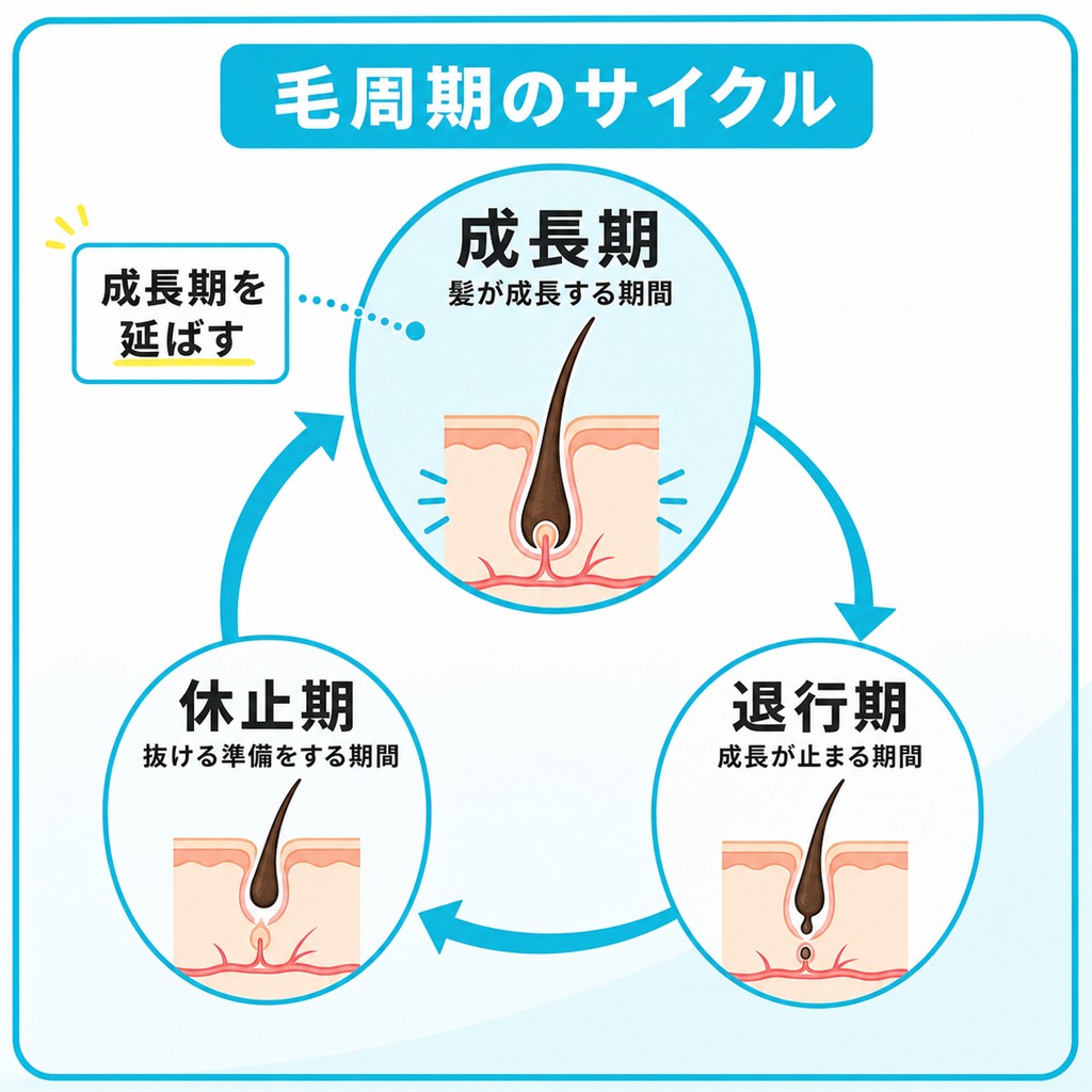 髪が成長期・退行期・休止期をくり返すヘアサイクルと、ミノキシジルが成長期を延ばす方向に働くことを示した循環図