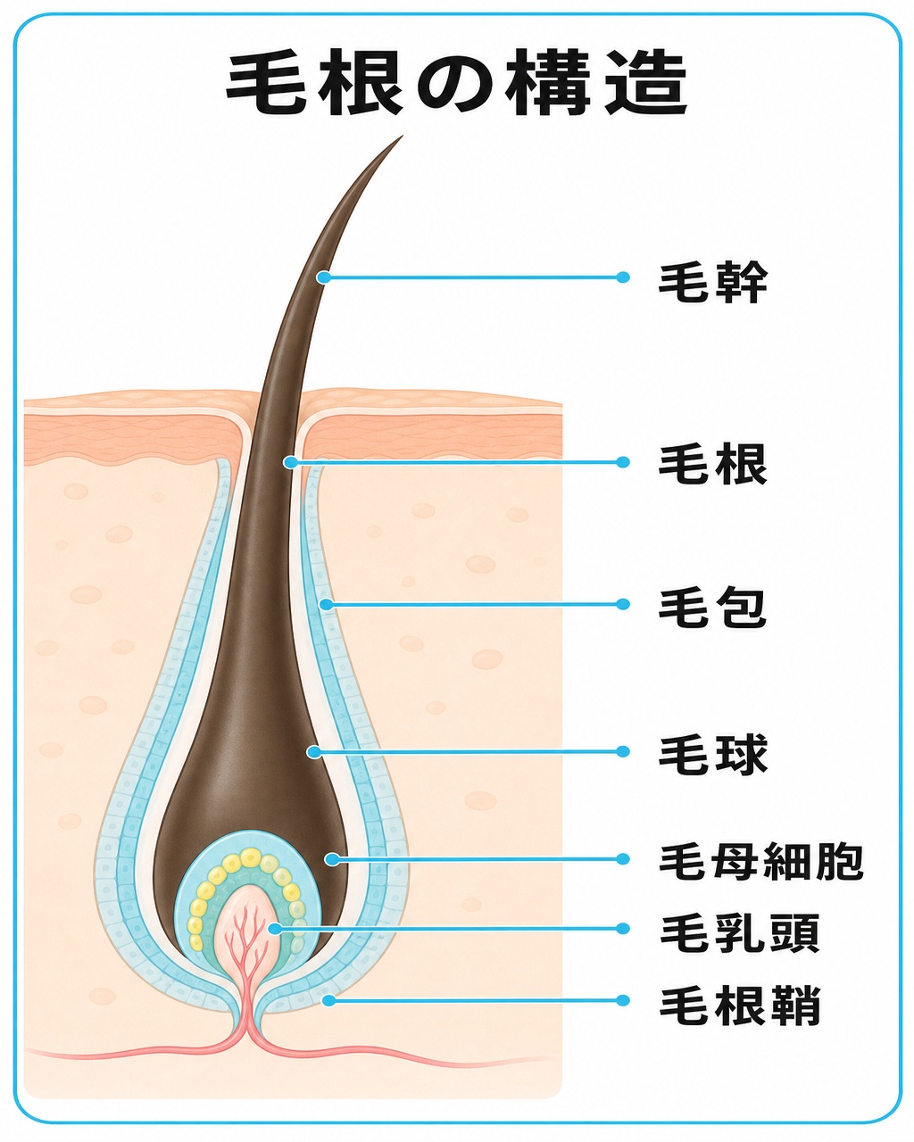 毛幹と毛根と毛包や毛球の毛母細胞と毛乳頭の位置を示した毛の断面構造図