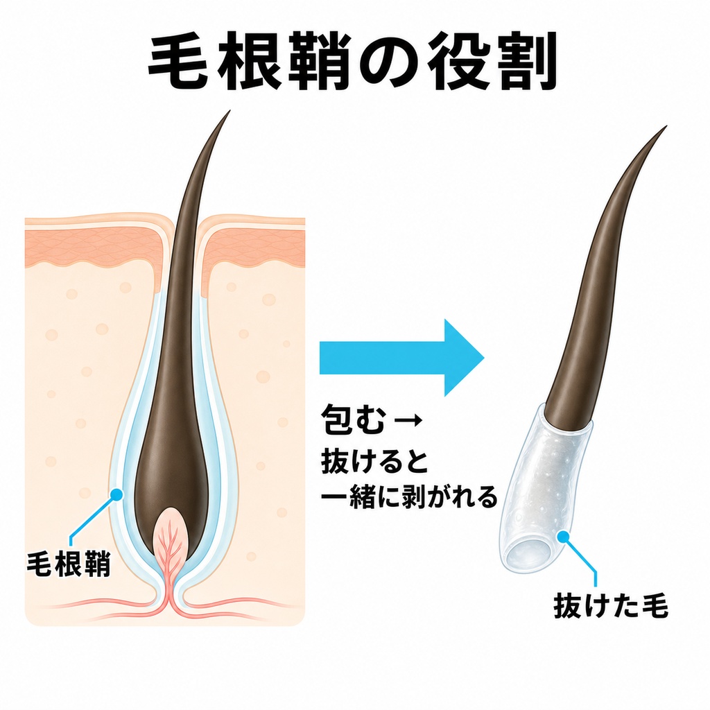 毛根鞘が毛穴の中で毛を包み抜けた毛の根元に一緒に剥がれてつく仕組みを示した断面図