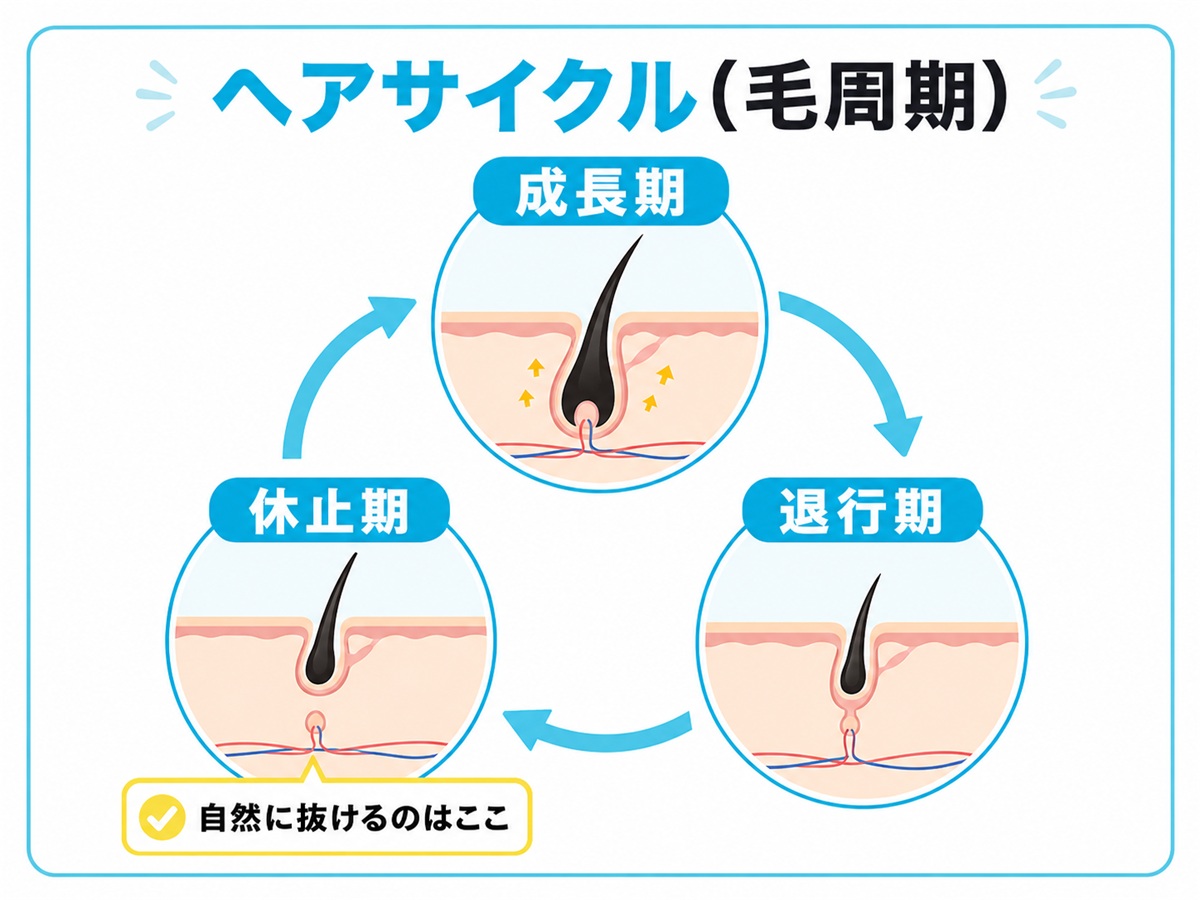 成長期・退行期・休止期を循環するヘアサイクルと休止期に毛が抜ける仕組みを示した図