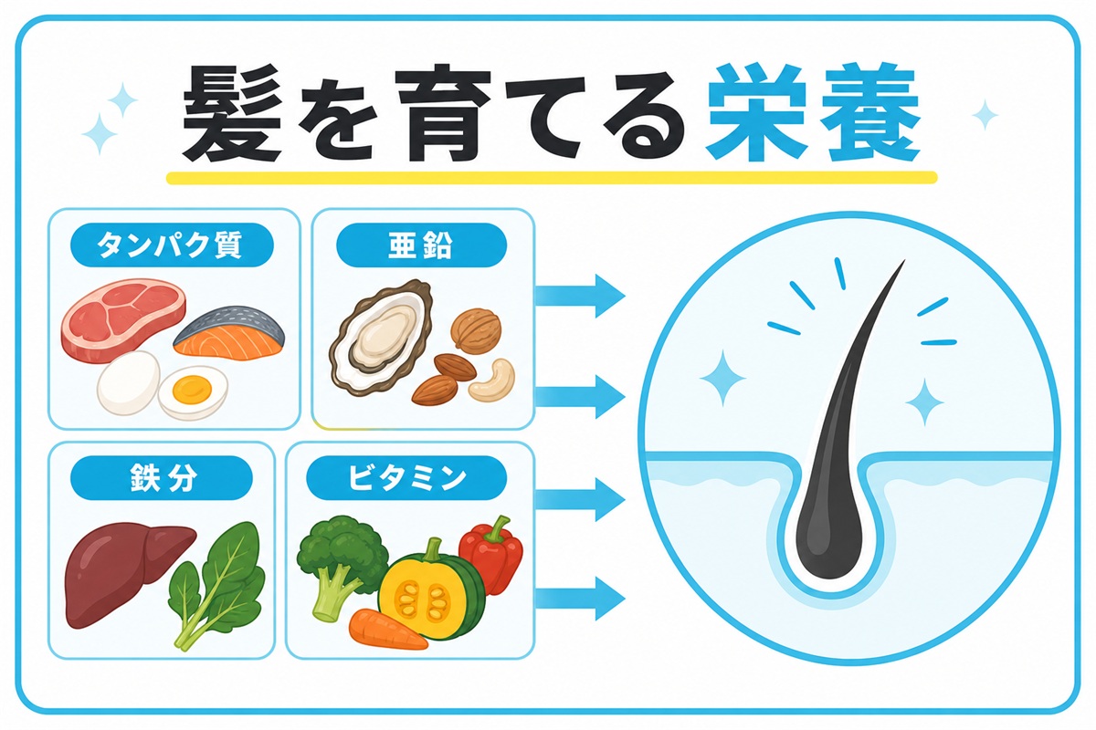 タンパク質や亜鉛や鉄分が髪を育てる流れを示した栄養の図
