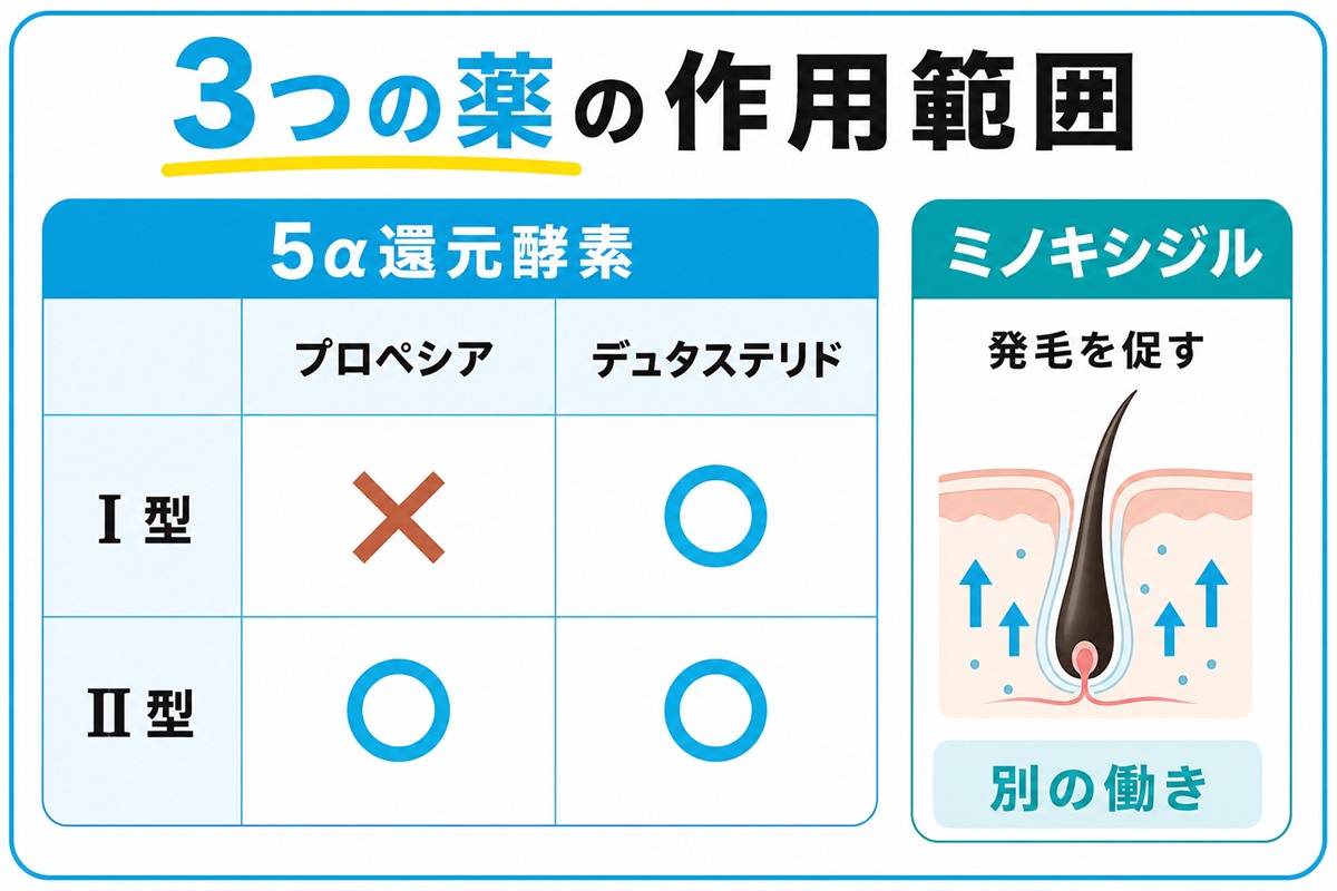 プロペシアとデュタステリドとミノキシジルの作用範囲の違いで5αリダクターゼのI型とII型のどこに働くかとミノキシジルは発毛を促す別の働きであることを示した図