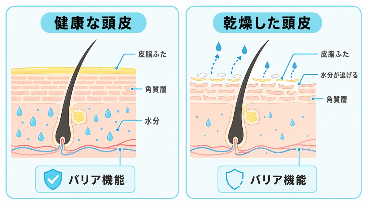 健康な角質層と乾燥した角質層の違いを水分やバリア機能とともに示した頭皮の断面図